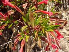 Diplacus parviflorus