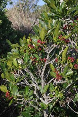 Psychotria capensis