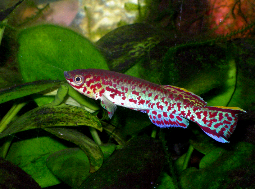 Killi gardneri (Fundulopanchax gardneri)