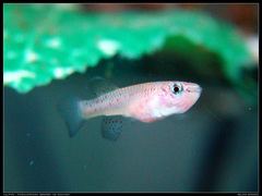 Blue Lyretail photo 4