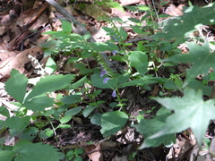 Scutellaria pekinensis