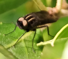 Thereva albovittata