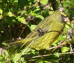 Crithagra scotops umbrosa