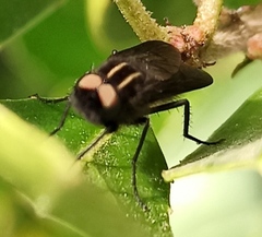 Thereva albovittata
