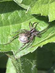 Pardosa