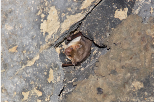 Lesser Mouse-eared Bat