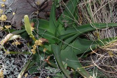 Bulbine latifolia