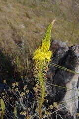Bulbine latifolia