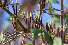 Tapinanthus quequensis