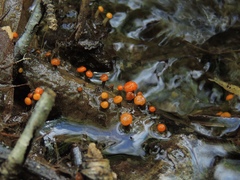 Vibrissea truncorum