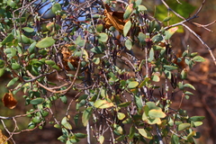 Tapinanthus quequensis