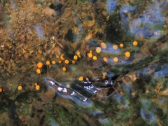 Vibrissea truncorum