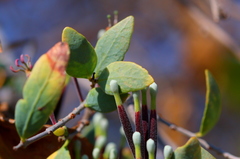 Tapinanthus quequensis