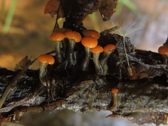 Vibrissea truncorum