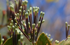 Tapinanthus quequensis