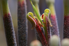 Tapinanthus quequensis