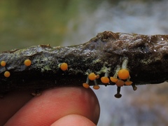 Vibrissea truncorum