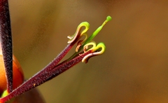 Tapinanthus quequensis