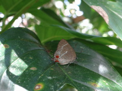 Strephonota strephon