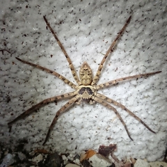 Heteropoda venatoria