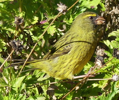 Crithagra scotops umbrosa