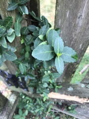 Euonymus fortunei