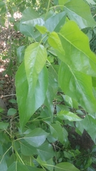 Populus × hinckleyana