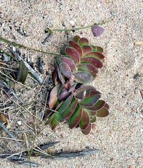 Crassula ciliata