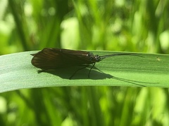 Oligotricha striata