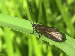 Oligotricha striata