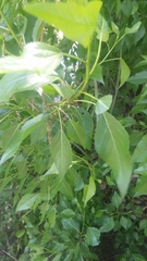 Populus × hinckleyana