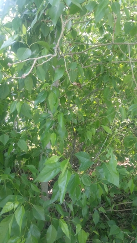 Populus X hinckleyana