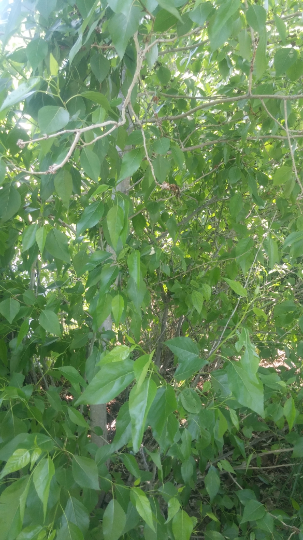 Populus X hinckleyana