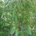 Populus × hinckleyana - Photo ללא זכויות יוצרים, הועלה על ידי hohey22