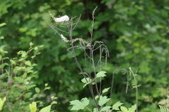 Actaea elata elata