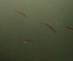 Halichoeres californicus