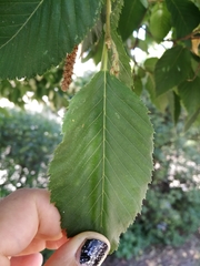 Ostrya carpinifolia