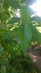 Populus × hinckleyana