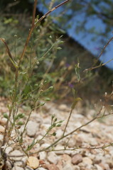 Camelina rumelica