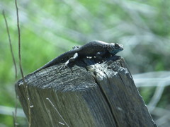 Sceloporus occidentalis becki