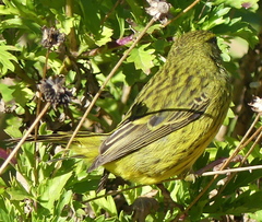 Crithagra scotops umbrosa