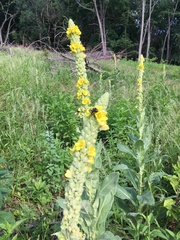 Verbascum thapsus