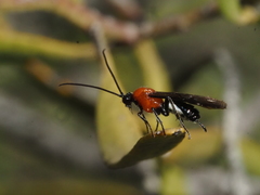 Campyloneurus