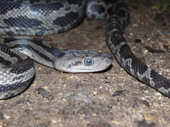 Pseudelaphe phaescens