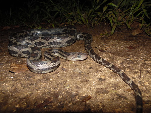 Yucatan Rat Snake