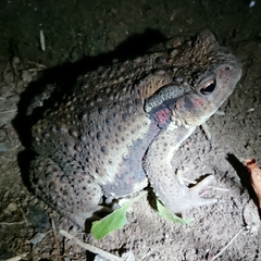 Bufo formosus