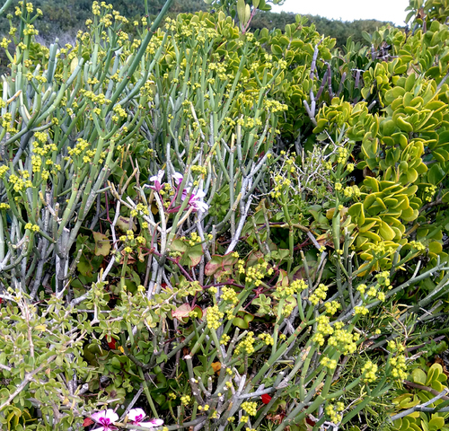 Euphorbia burmanni, photograph 6