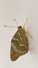 Argynnis pandora