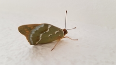 Argynnis pandora