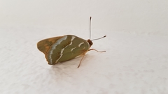 Argynnis pandora